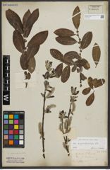 Foto von Salix appendiculata Vill.